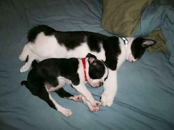 当不同物种的小动物们忽然“撞衫”…同款配色双倍的可爱