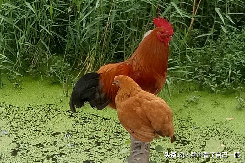 裆部事件——2008.12.16