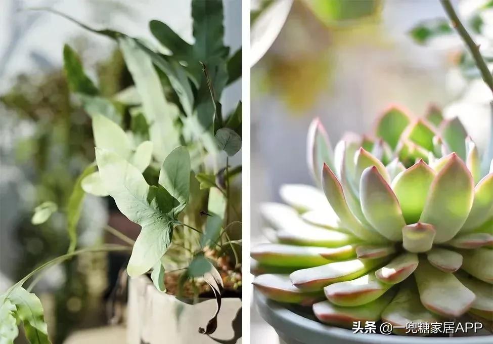 春天花会开|这20家植物淘宝店，植物杀手看了也想买！