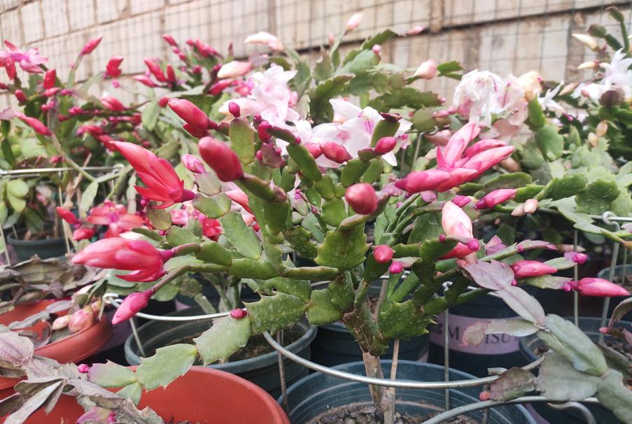 蟹爪兰冬季怎样养护才能枝繁叶茂,蟹爪兰怎么养护能爆盆