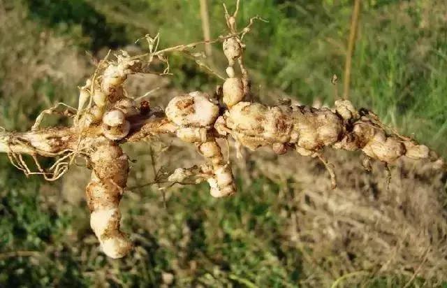 线虫对哪些作物有影响,作物线虫危害