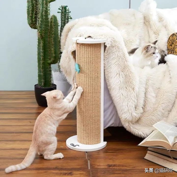 怎么惩罚猫咪挠沙发,猫咪不会挠坏的沙发