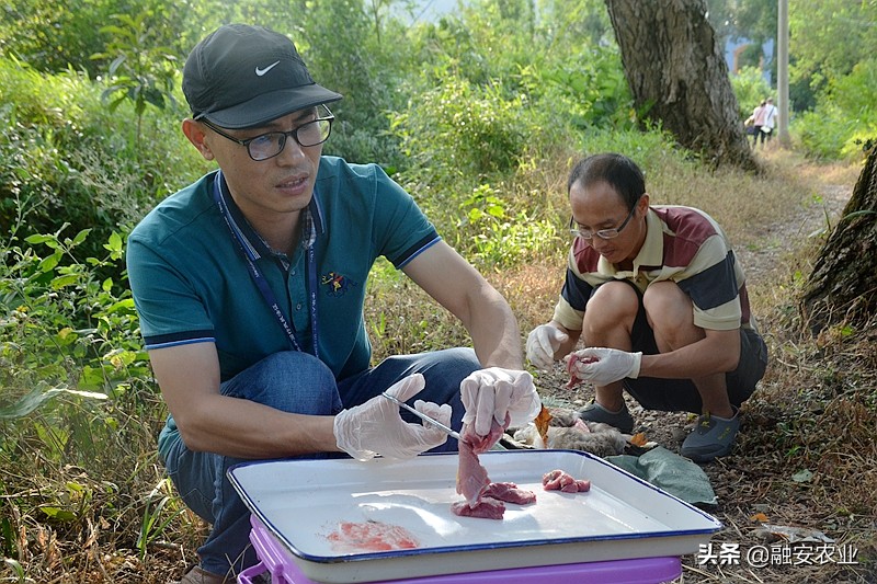 融安县开展2021年动物产品质量安全监督抽检工作