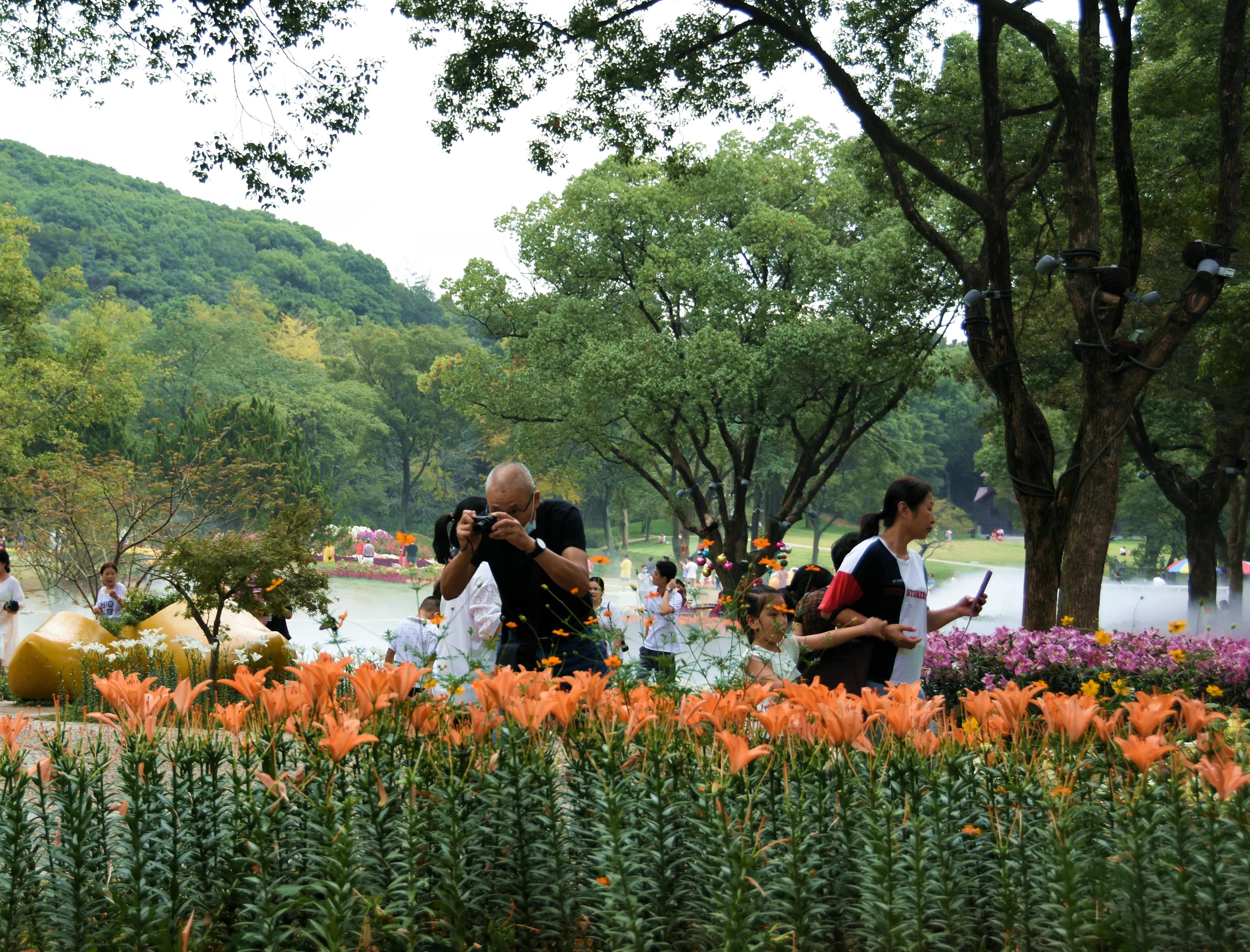 无锡梅园百合花节,无锡梅园的百合花开了