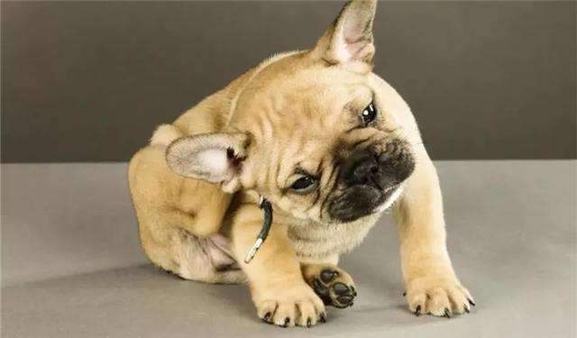 宠物歪头杀什么原因,宠物得了病应该怎样预防