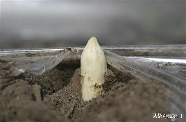白芦笋的种植方法和时间,芦笋怎样种植比较好吃