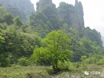 北京国家森林公园风景,画说北京故事