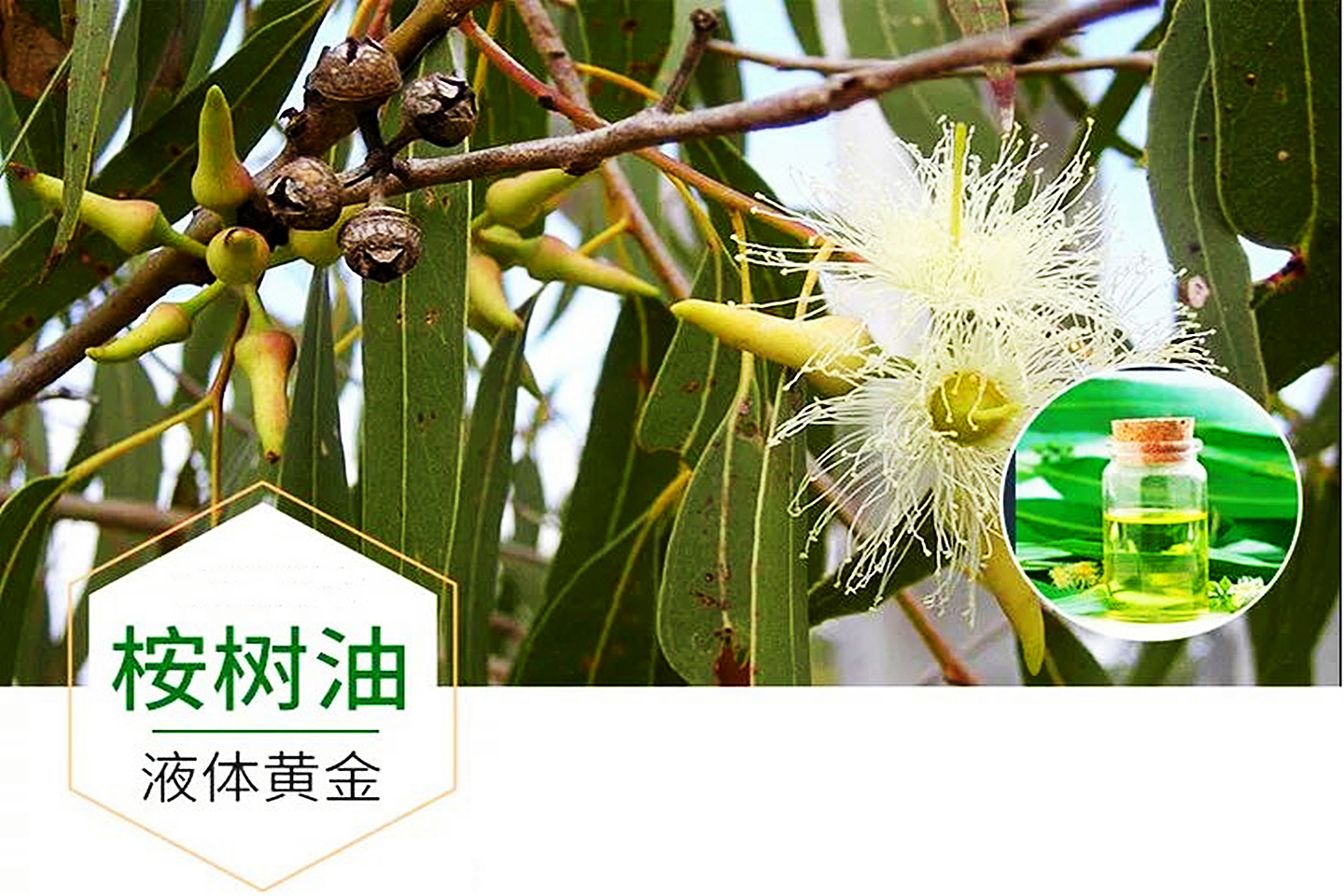 桉树是不是有毒的树种,桉树为何成了害人树