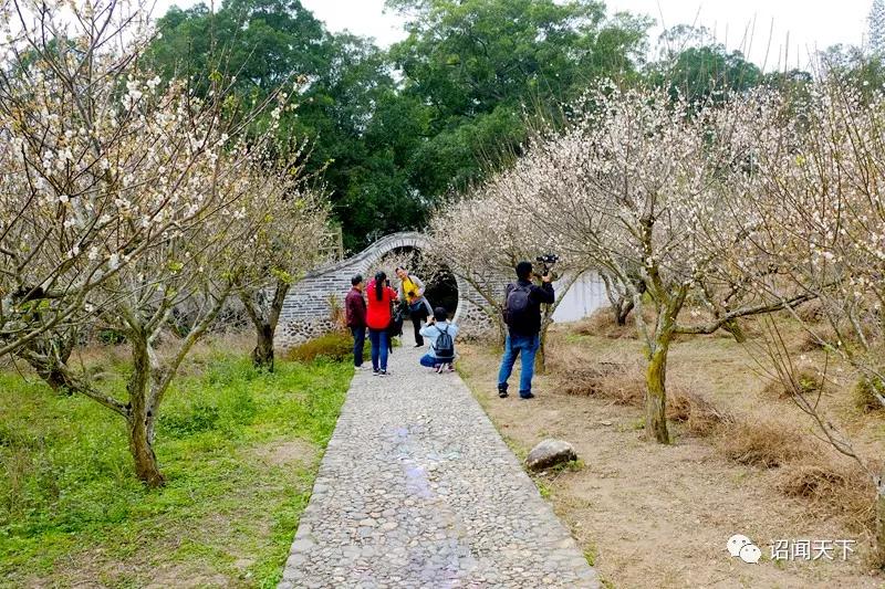 「不可辜负」诏安:青梅花开不负韶华,红星乡赏梅周邀您共享“梅”好生活