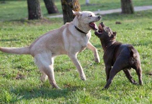 狗被其他狗咬了立马打狂犬有用吗,狗咬了怎么办如何治疗