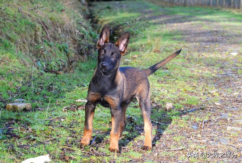 马犬的十个可怕视频,马犬最凶残的一面
