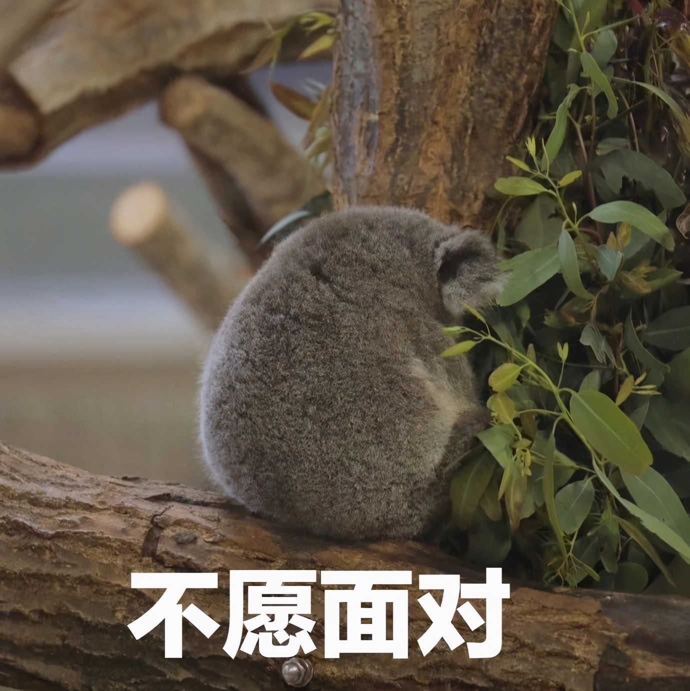 为搞懂摇号新规，这次我们问了近千人……