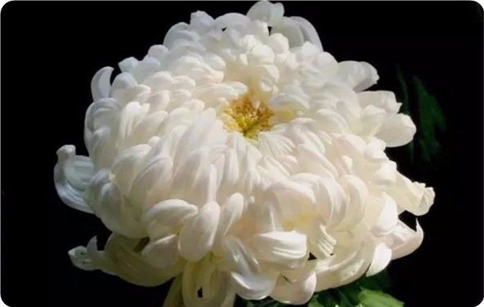 菊花100幅欣赏,菊花的十大绝美诗句