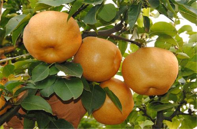 梨树常见的病虫害,梨树的病虫防治方法有哪些