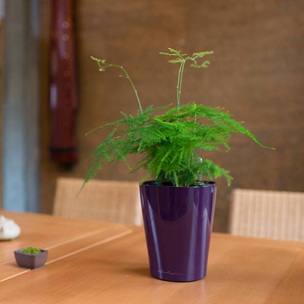 家里的植物放在哪里最好,什么植物适合放在家里不见太阳