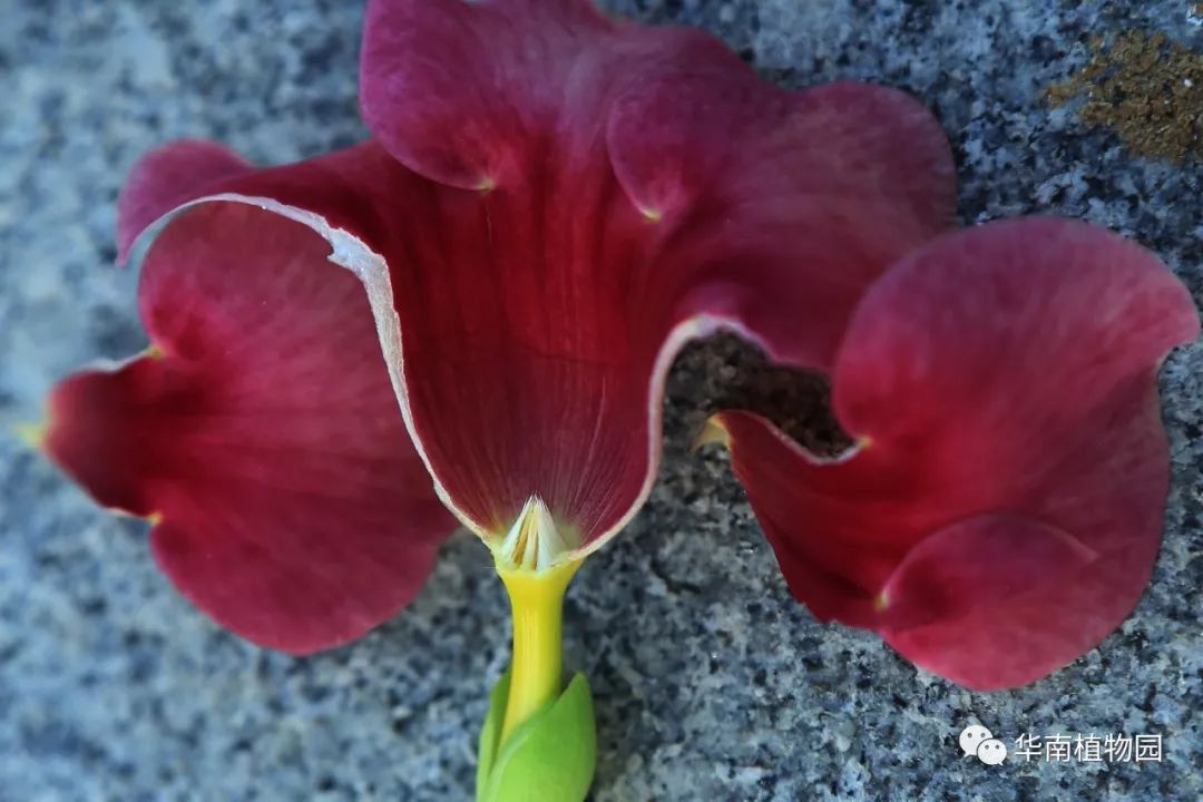 秋日识花：可爱紫红爱明黄