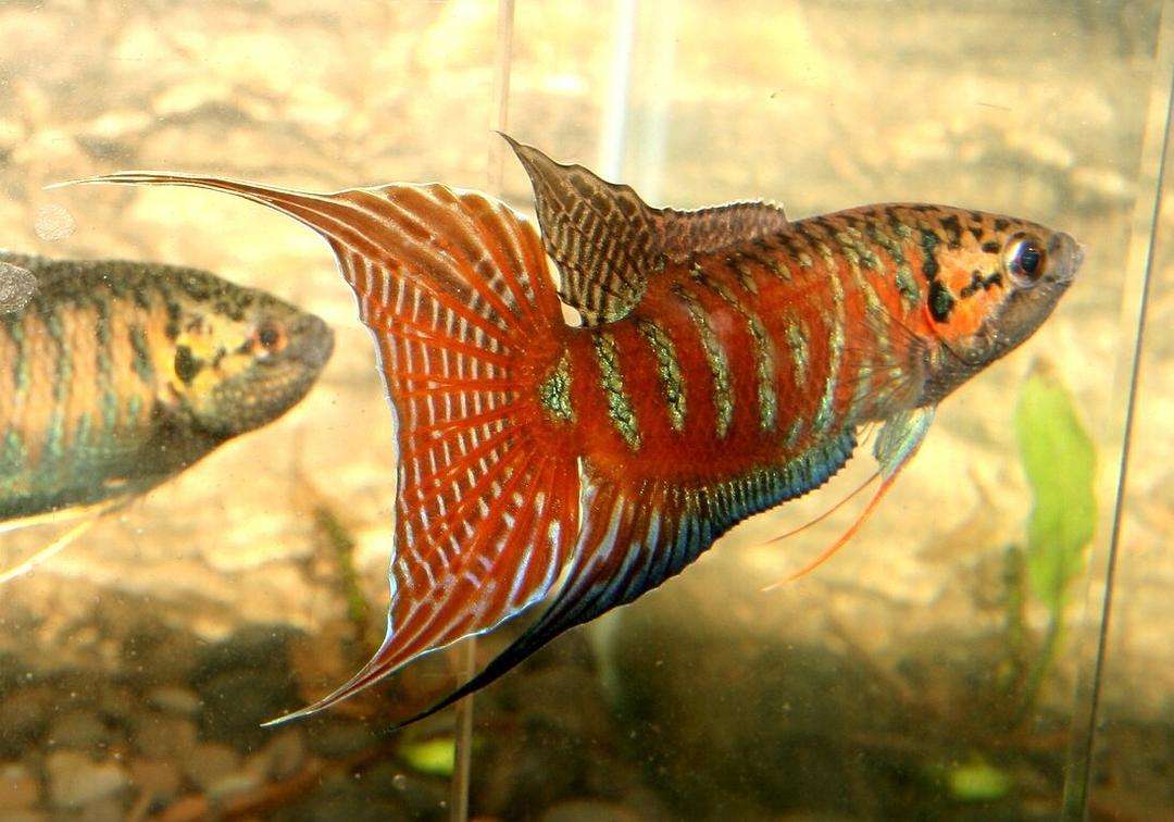 观赏鱼的种类有哪几种 (观赏鱼的种类都有哪些)