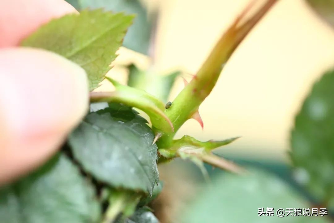 月季蚜虫红蜘蛛特效药,月季蚜虫蓟马怎么治理视频