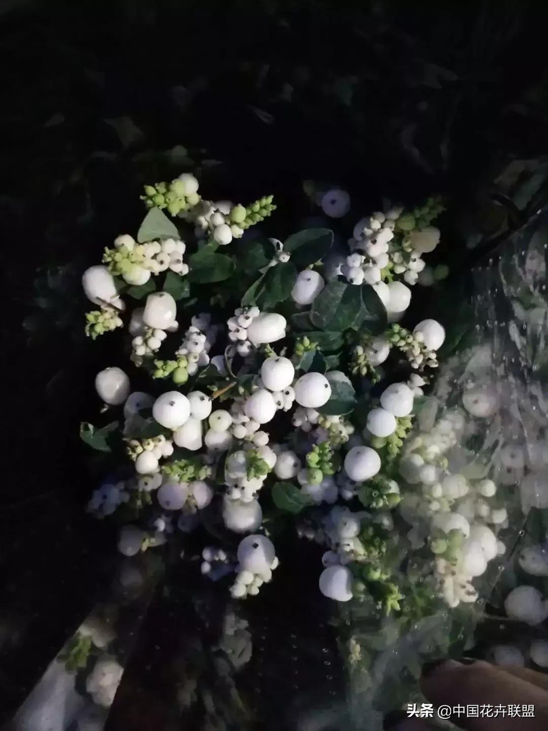 春天花市有哪些花材,便宜又大把的花材有哪些