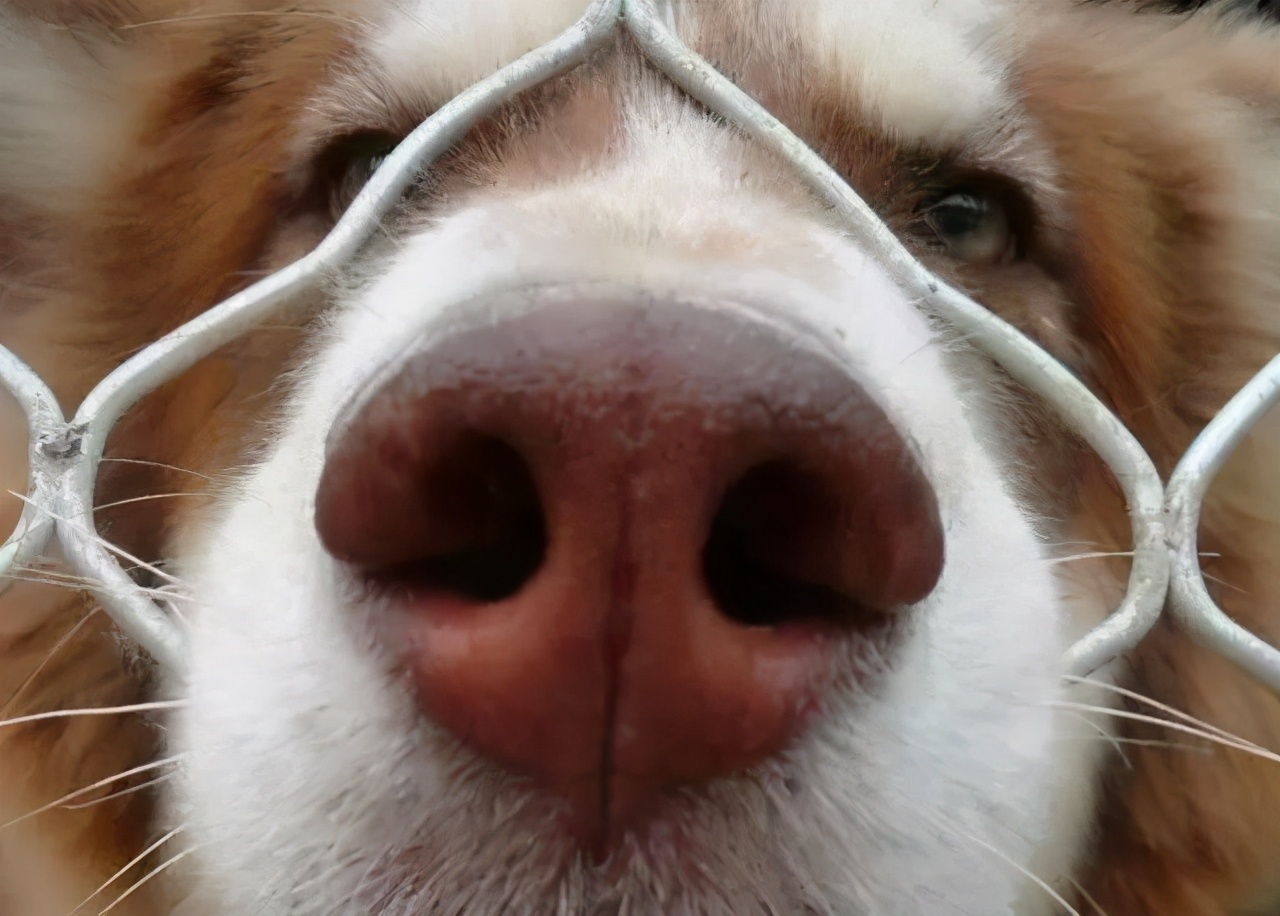 我家狗狗眼睛发红什么原因,狗狗的鼻子颜色变浅是怎么个情况