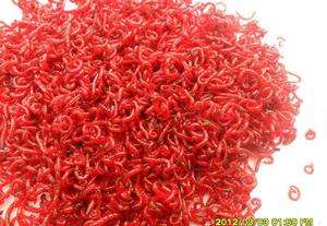 红虫怎么保存死亡率低些,野红虫在家怎么保存最佳方法