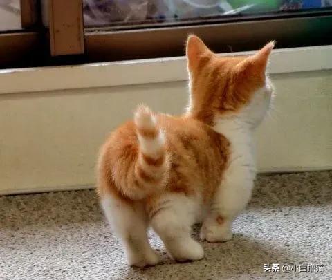 不要随便亲猫的后果,强行亲猫