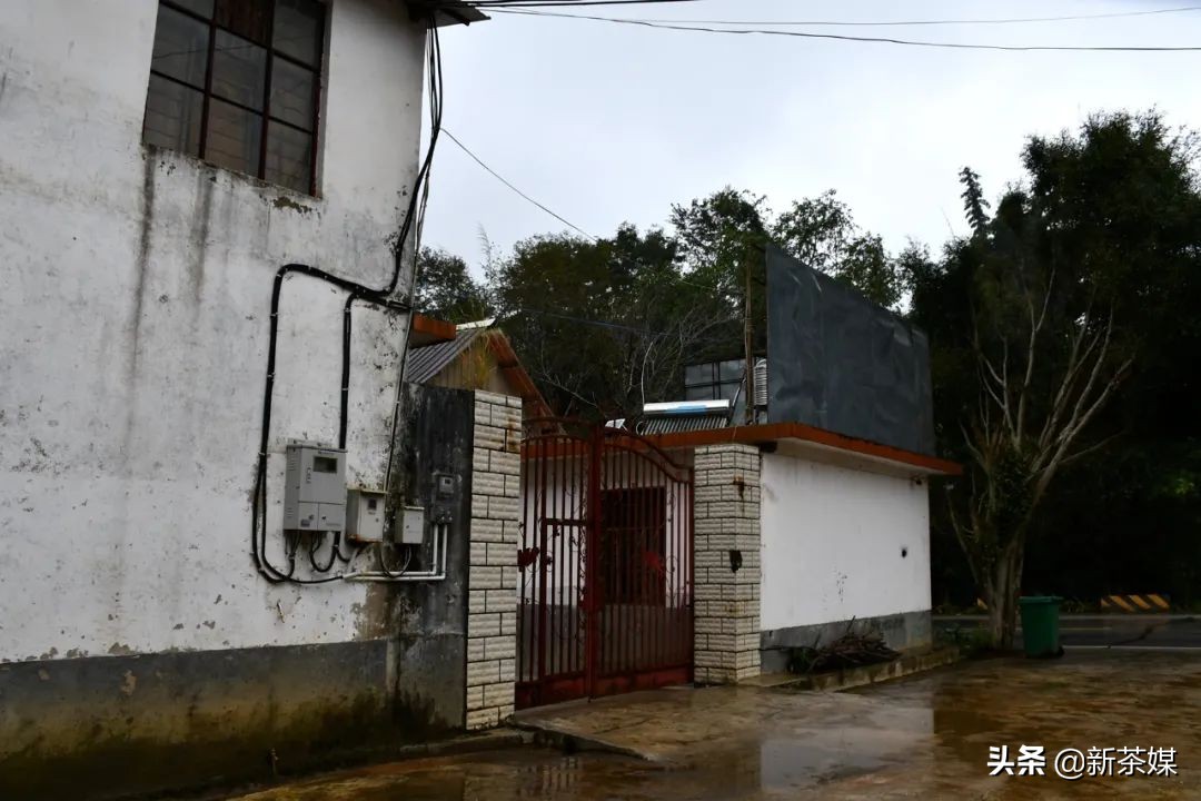 南糯山茶树王咋走,南糯山普洱茶茶树王