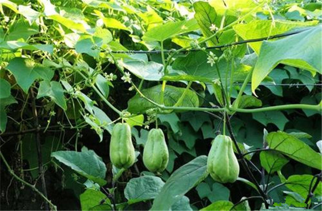 种植佛手瓜苗怎么做到苗多苗嫩长,佛手瓜今年种植明年是否还能结瓜