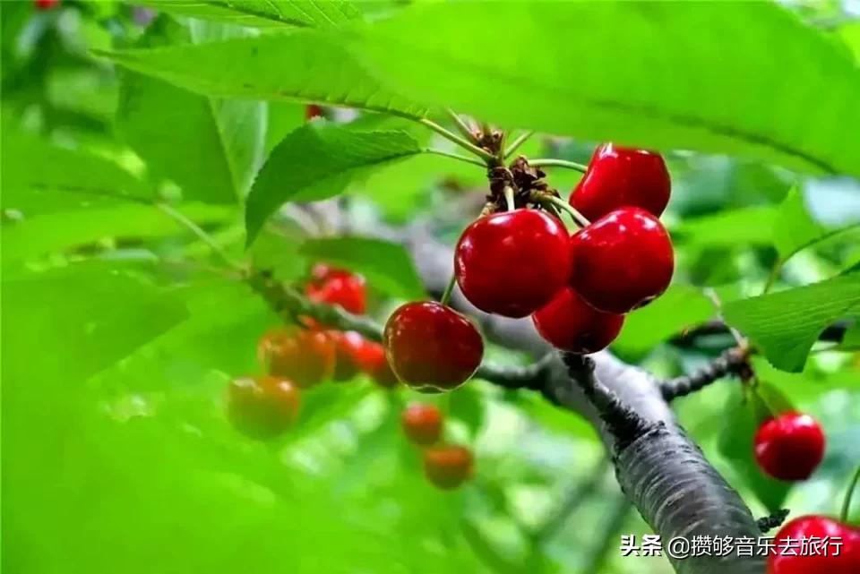 四川阿坝我的家乡,我的家乡汶川特色美景