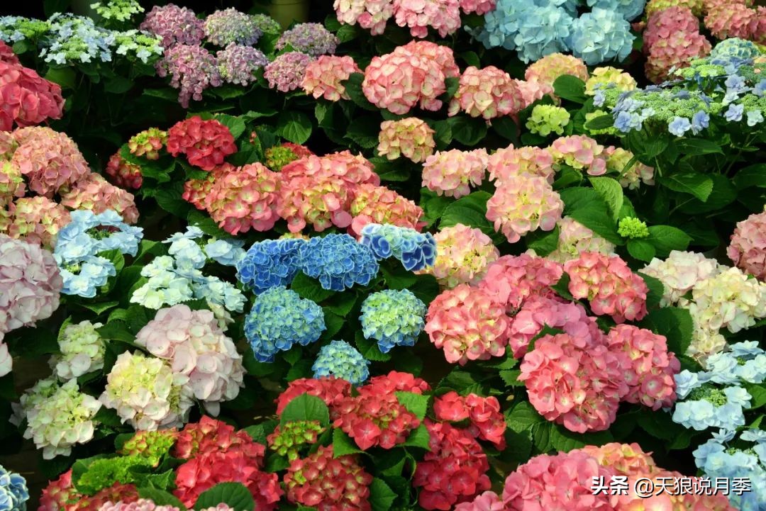 地栽绣球冬剪,两广地区绣球冬剪