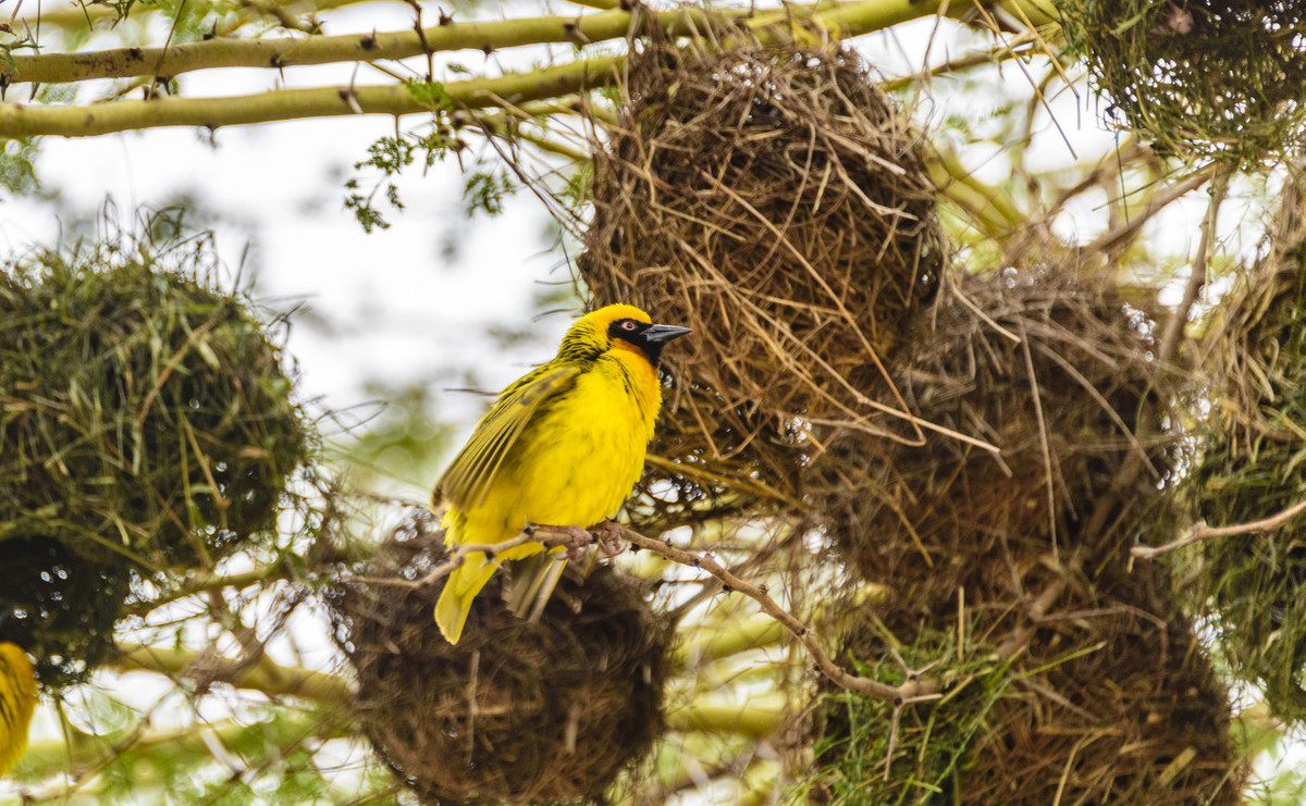 鸟巢下雨了怎么躲雨,鸟巢都是露天朝上的遇到雨怎么办