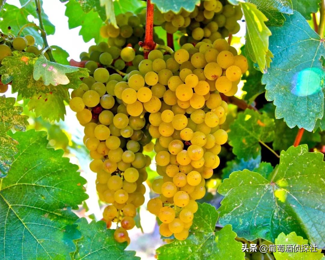 德国葡萄酒怎么选择,德国葡萄酒怎么样