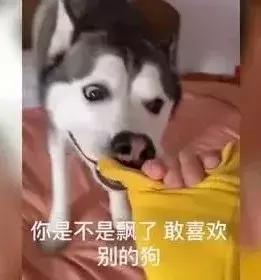 狗狗会不会嫉妒吃醋,狗狗会和自己孩子吃醋吗