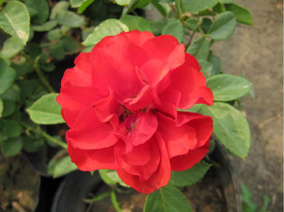 北京常见的树有哪些,北京绿化月季品种