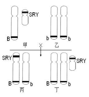 人类有两种人格吗,人类有两个性别吗