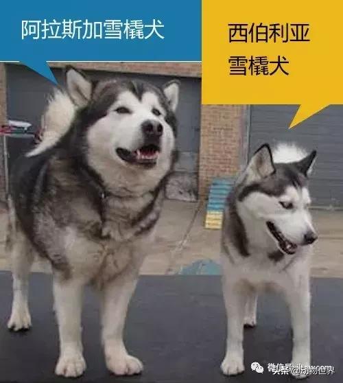 阿拉斯加雪橇犬怎么喂养,最大的阿拉斯加雪橇犬