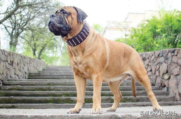 世界上被禁养的大猛犬,世界上被禁养的10大猛犬