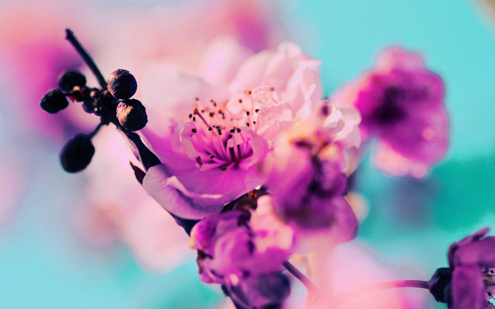 12星座的守护者是哪一个星座,12星座守护者是什么