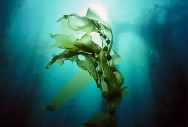 深海四十噚褐藻面霜怎么用,unichi深海四十噚面霜测评