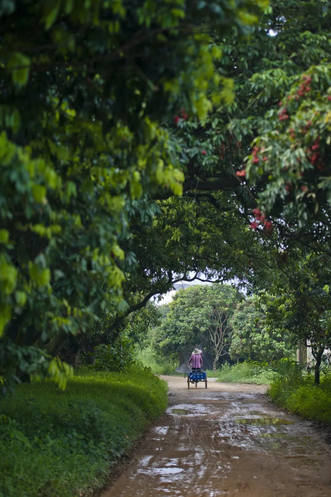 来到海南吃荔枝,到海南吃到的热带水果