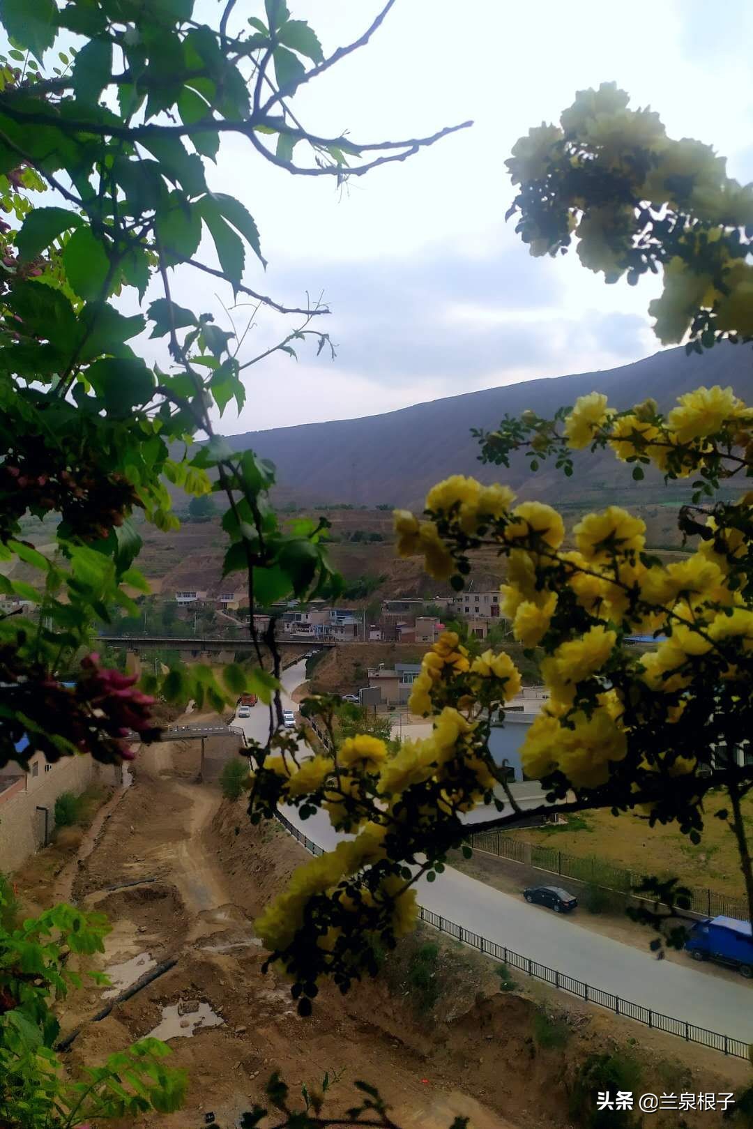 最美黄玫瑰,歌曲黄玫瑰你最美