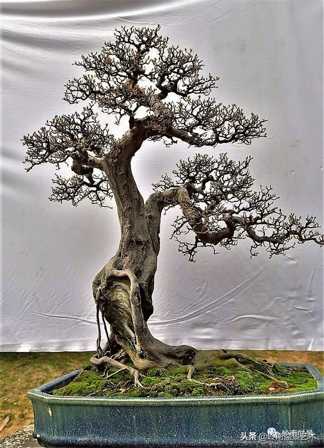 精品雀梅盆景名称,值得收藏的盆景作品欣赏