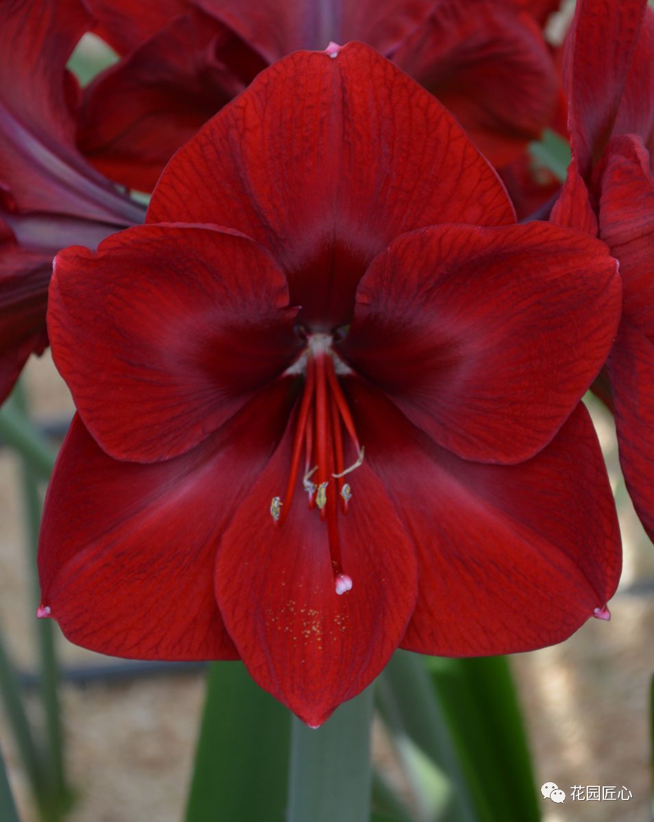 朱顶红为什么老是烂球,怎么才能让朱顶红不生小球