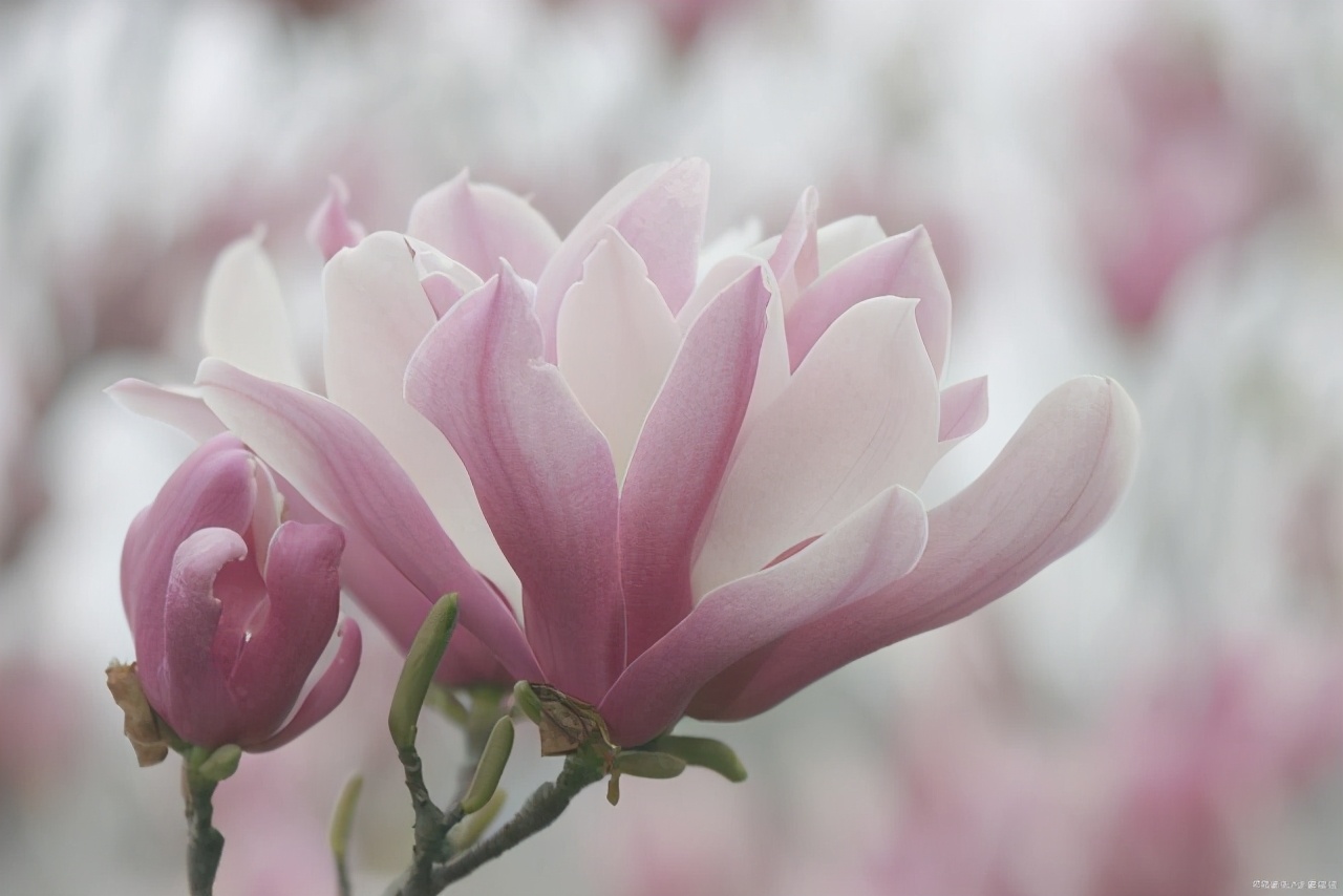 江南四大才子文徵明眼中的玉兰是什么样子？不仅美，还特别有诗意