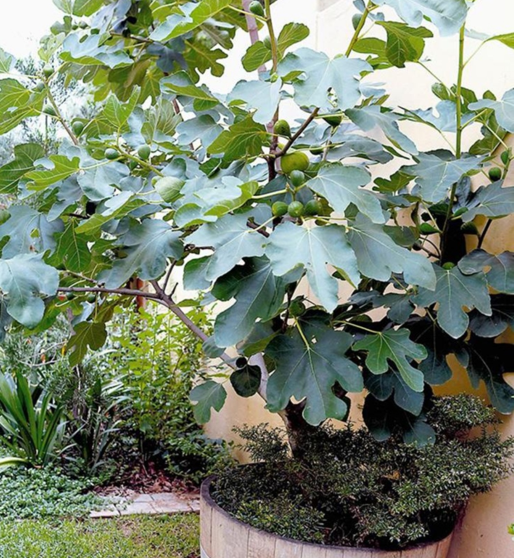 院子种水果陶冶情操,庭院最值得种的水果树