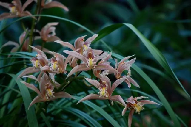 兰花常见病虫害的防治与分享,兰花的病虫害怎么处理最好
