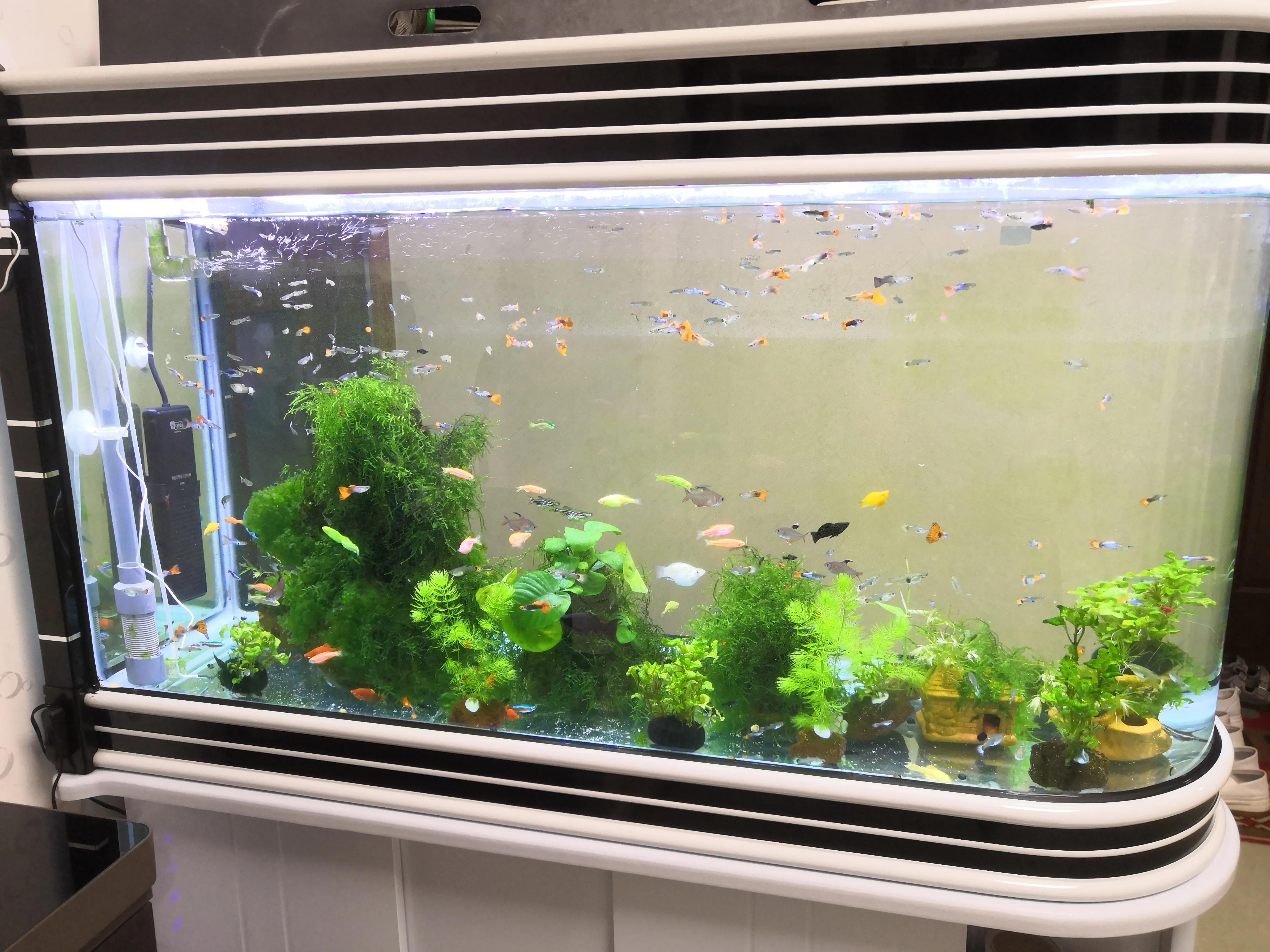 孔雀鱼及小型热带鱼内寄（驼型弓虫）治疗心得