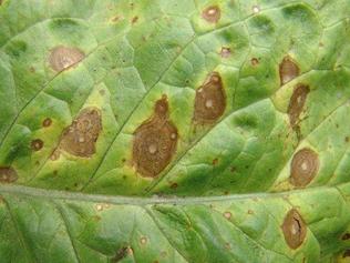 莴笋的病虫害有哪些,莴笋的病虫害及预防方法