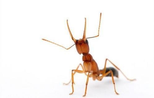 常见蚂蚁图鉴,蚂蚁vs其他种类蚂蚁