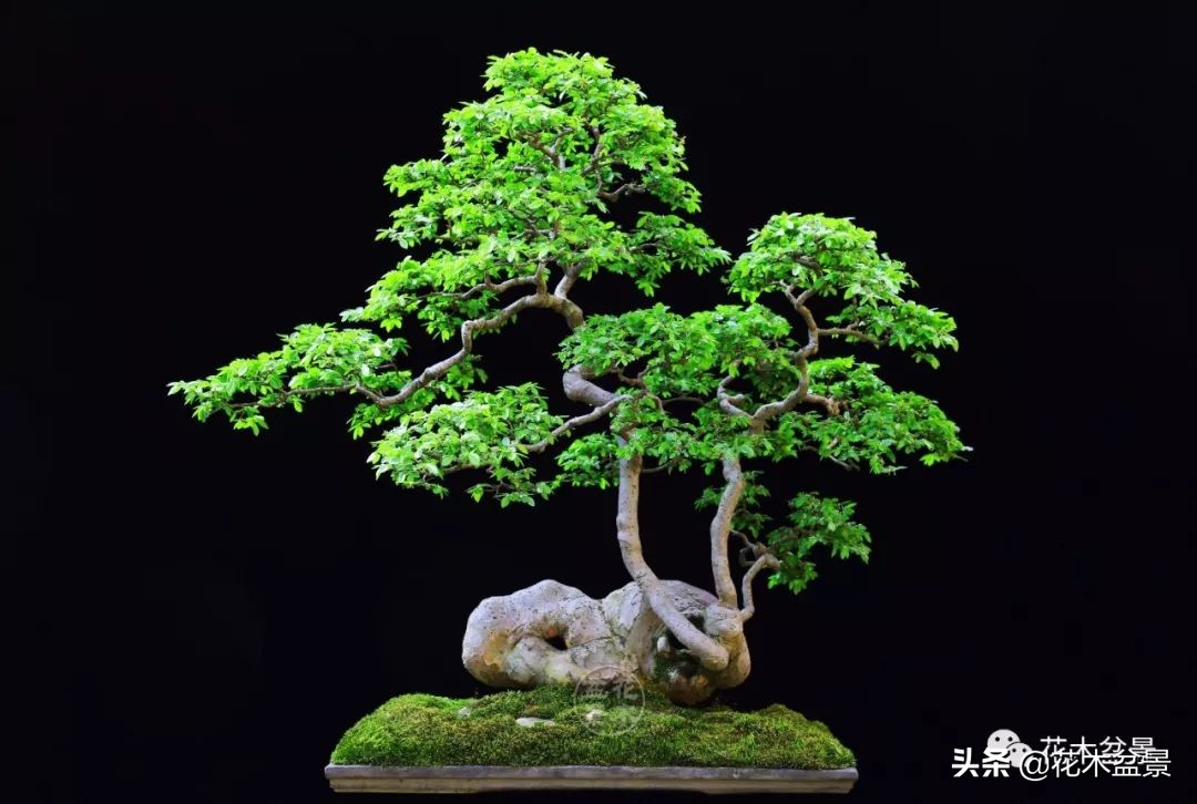 适合客厅养的盆景植物,茶桌上养什么盆景植物